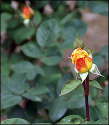 DSC09727.JPG