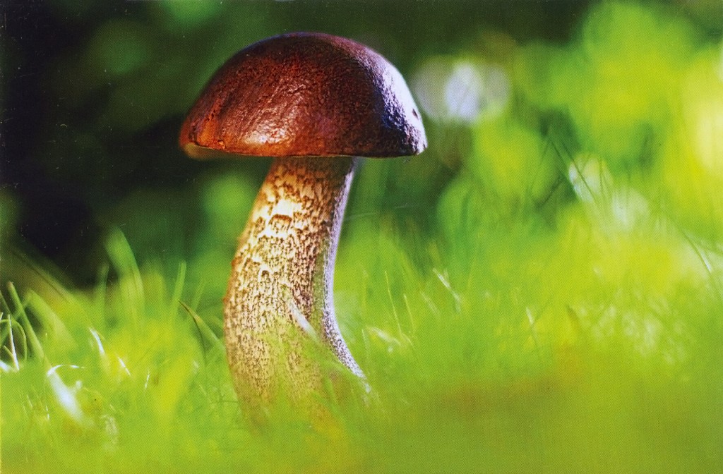 ES-709009.jpg