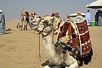DSC00699.jpg