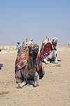 DSC00701.jpg