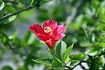 DSC00804.jpg