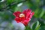 DSC00805.jpg