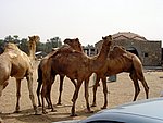 DSC05104.JPG