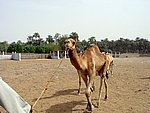 DSC05105.JPG
