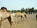DSC05106.JPG