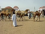 DSC05108.JPG