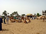 DSC05110.JPG