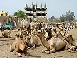 DSC05114.JPG
