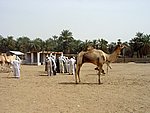 DSC05115.JPG