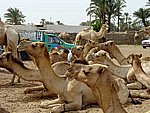 DSC05116.JPG