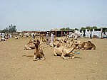 DSC05117.JPG