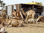 DSC05121.JPG