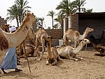 DSC05123.JPG