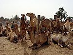 DSC05124.JPG