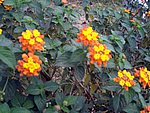 CIMG0387.JPG