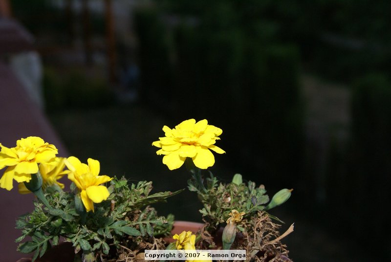 DSC01090.JPG