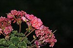 DSC01089.JPG