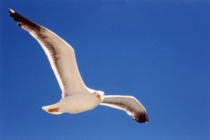 USA 1999