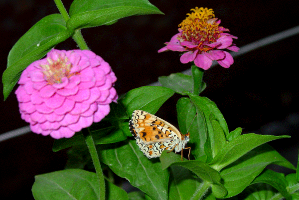 Papallona14 de juliol del 2005
